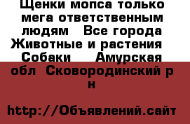 Щенки мопса только мега-ответственным людям - Все города Животные и растения » Собаки   . Амурская обл.,Сковородинский р-н